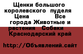 Щенки большого (королевского) пуделя › Цена ­ 25 000 - Все города Животные и растения » Собаки   . Краснодарский край